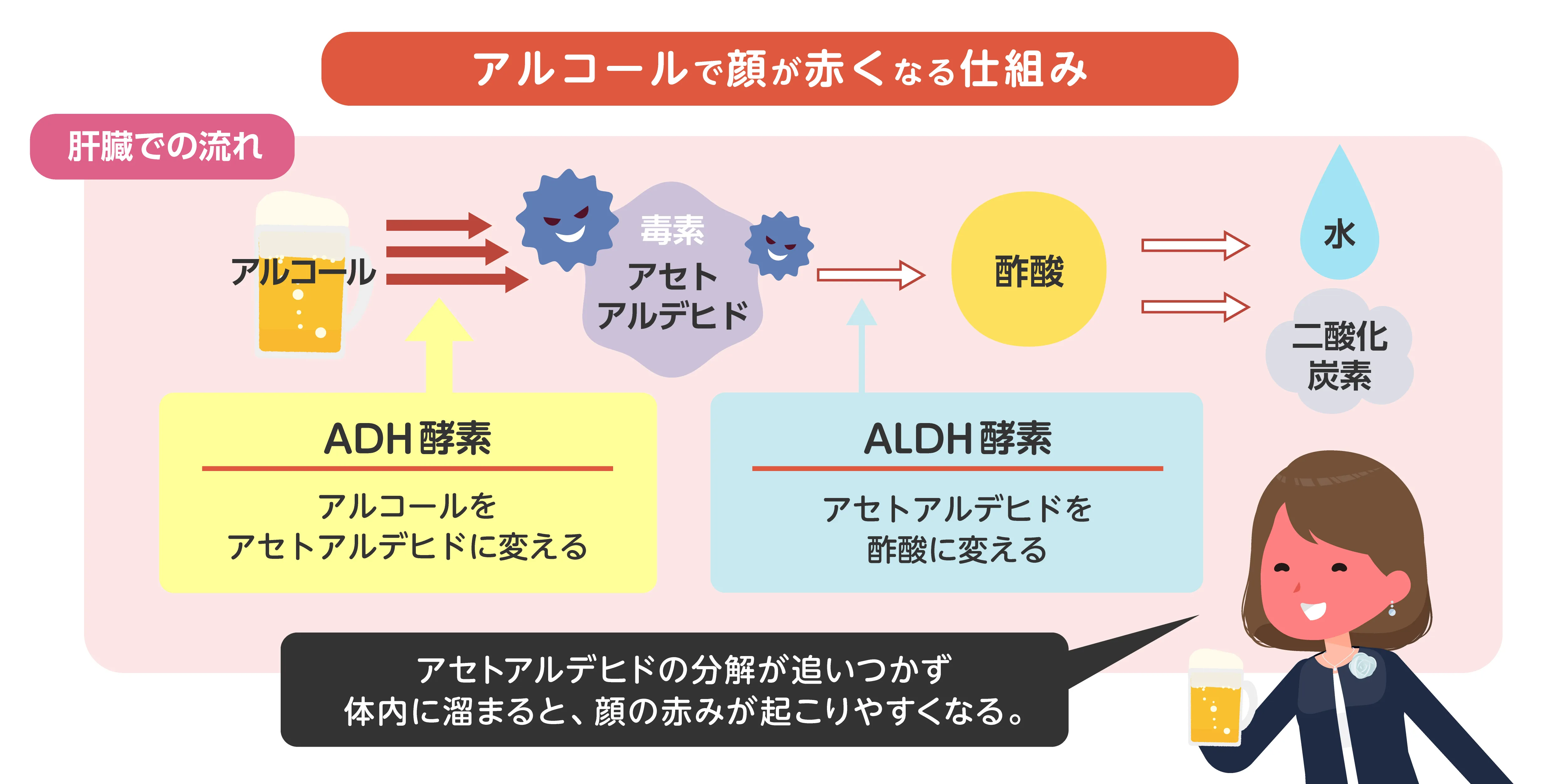 アルコールで顔が赤くなる仕組み