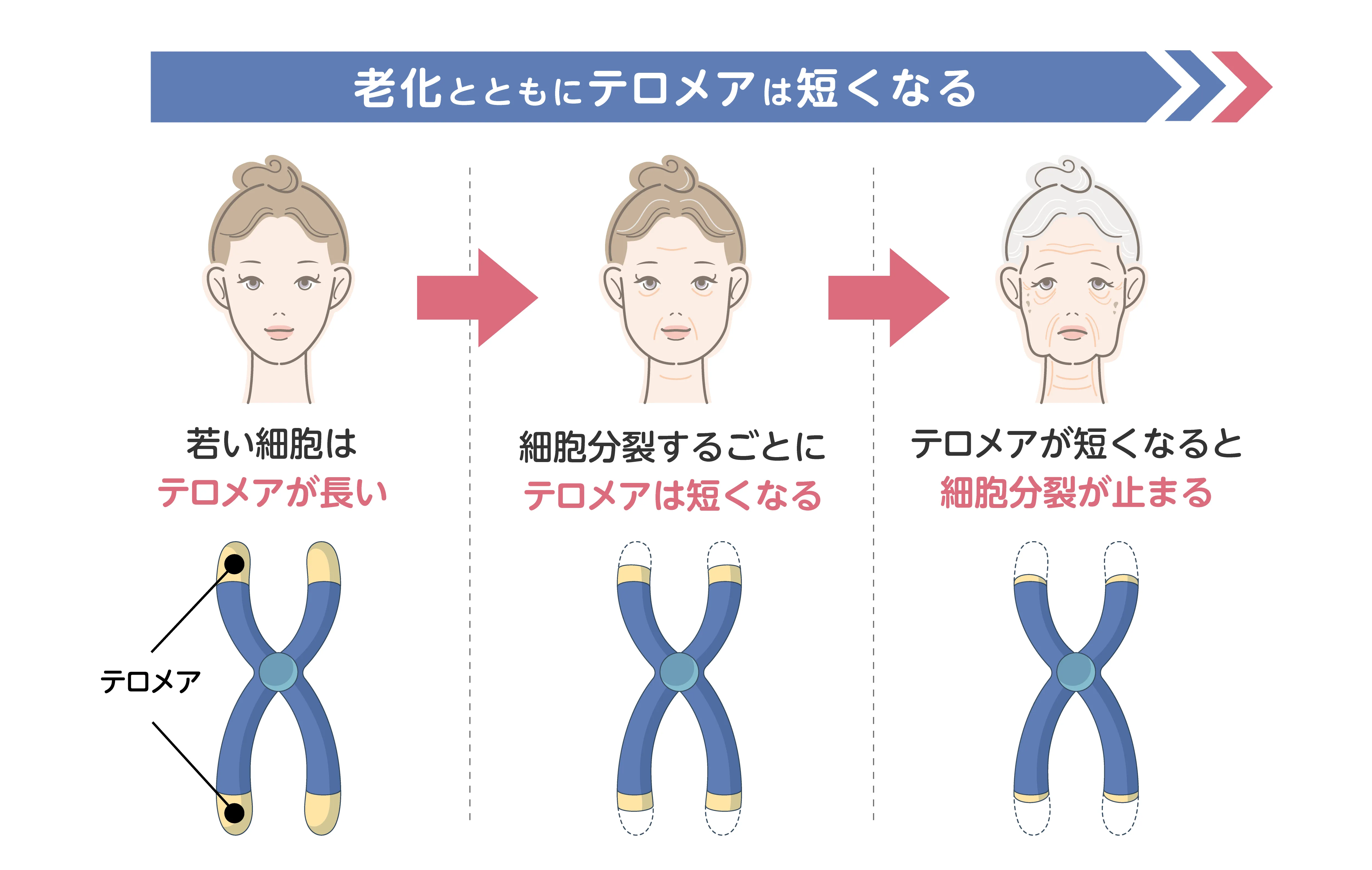 老化とともにテロメアは短くなる