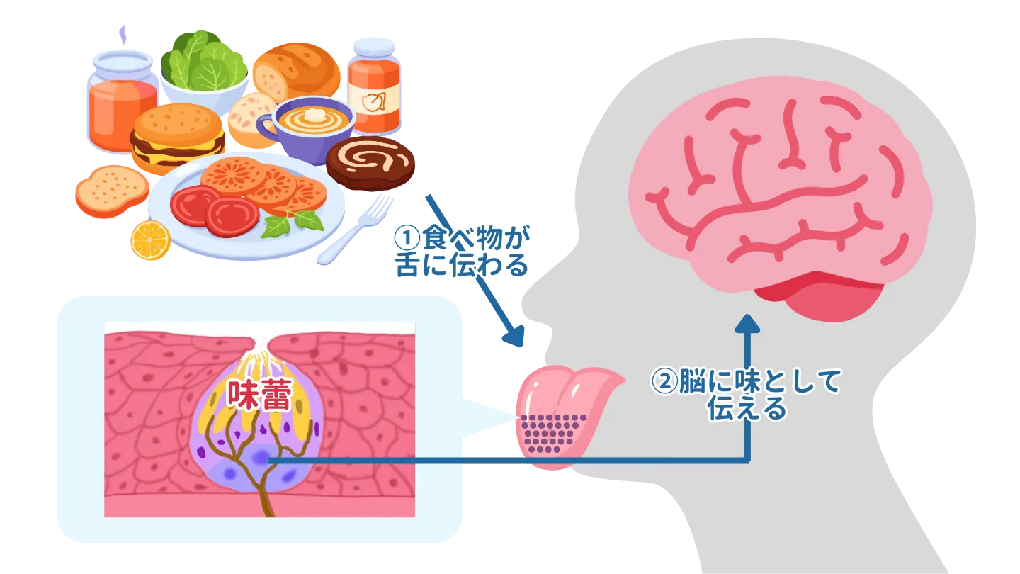 味を判断しているのは舌の上にある「味蕾（みらい）」