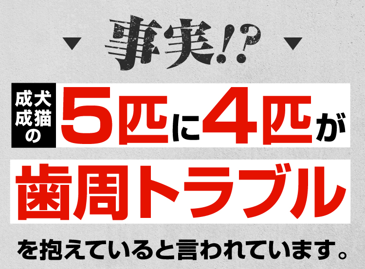成犬成猫の5匹に4匹が歯周トラブルを抱えていると言われています。
