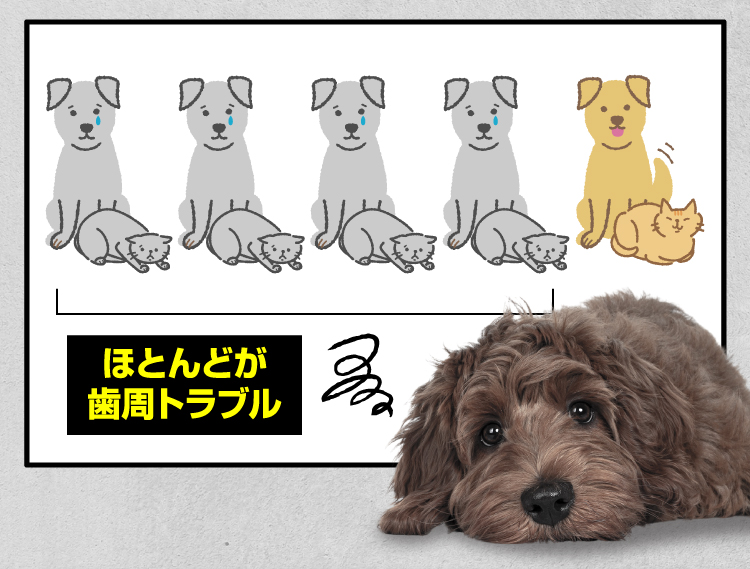 ほとんどが歯周トラブル