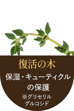 復活の木　保湿・キューティクルの保護　※グリセリルグルコシド