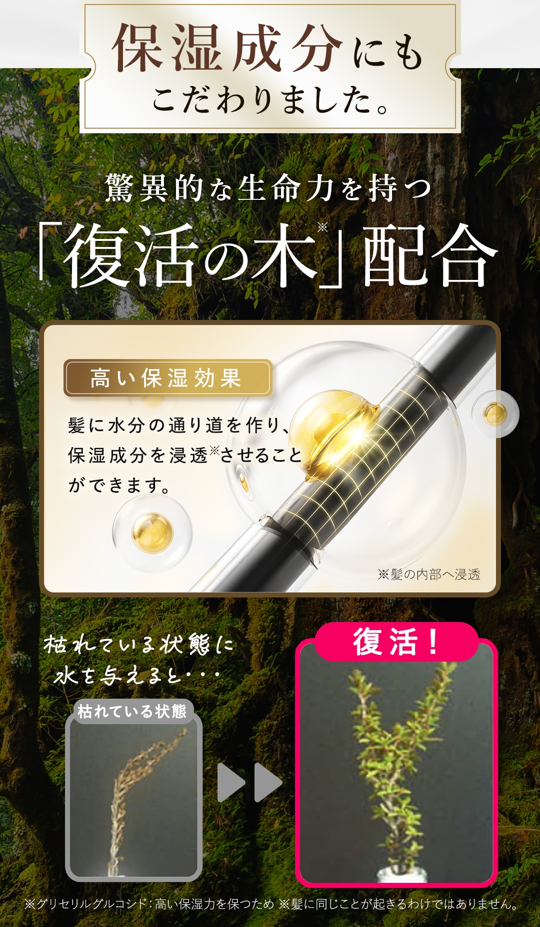復活の木 驚異的な生命力 高い保湿効果