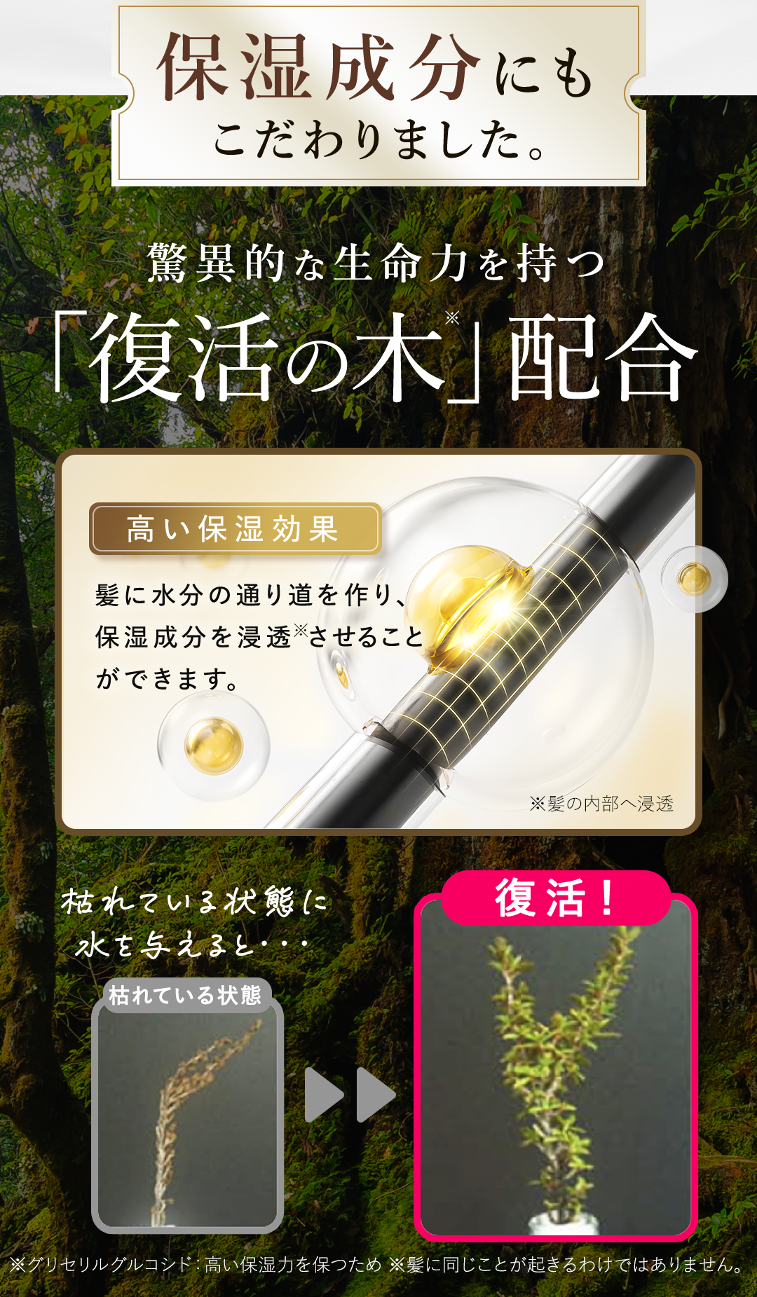 復活の木 驚異的な生命力 高い保湿効果