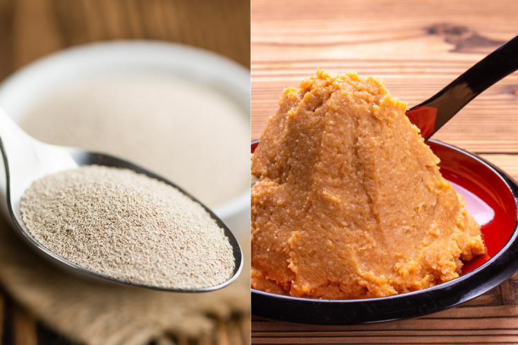 酵母は「酵素の母」