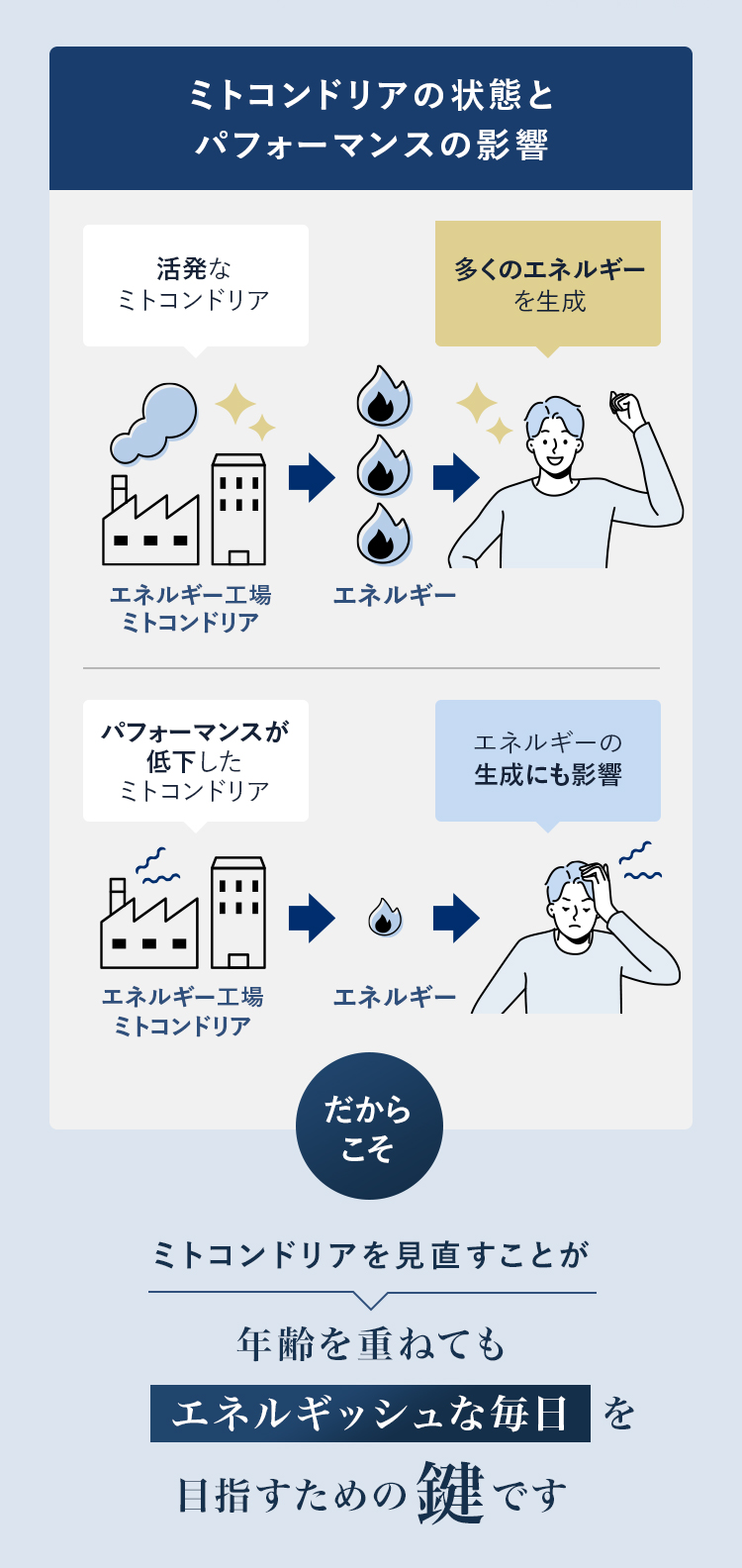 ミトコンドリアの状態とパフォーマンスの影響 活発なミトコンドリア 多くのエネルギーを生成 パフォーマンスが低下したミトコンドリア エネルギーの生成にも影響 だからこそ ミトコンドリアを見直すことが年齢を重ねてもエネルギッシュな毎日を目指すための鍵です