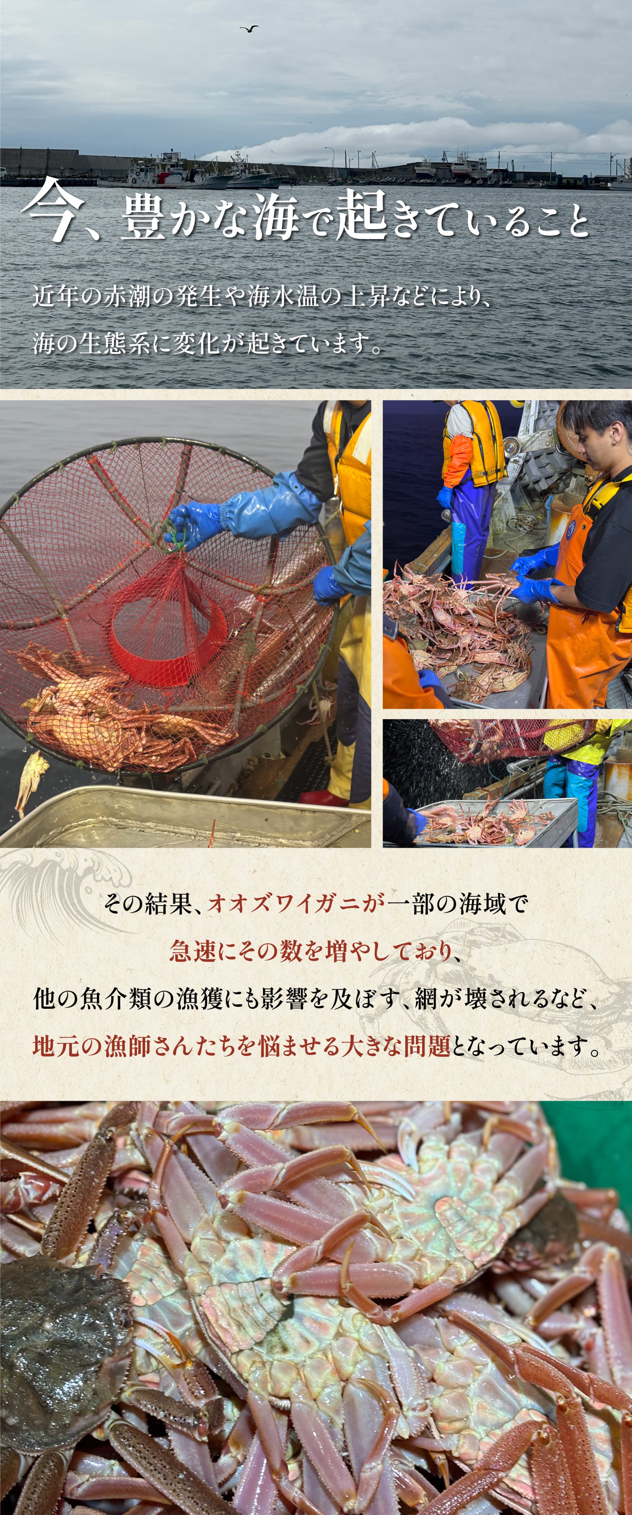 蟹