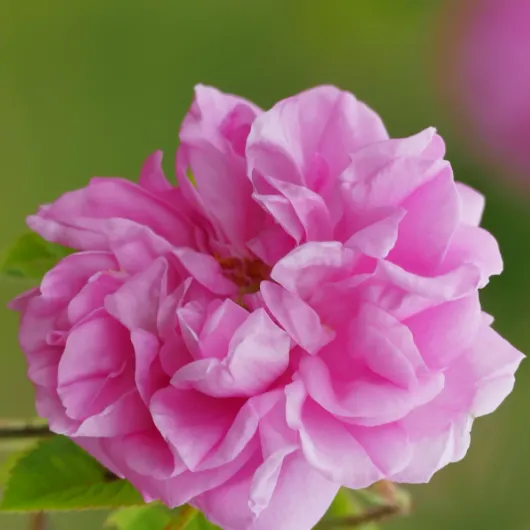 ダマスクローズ