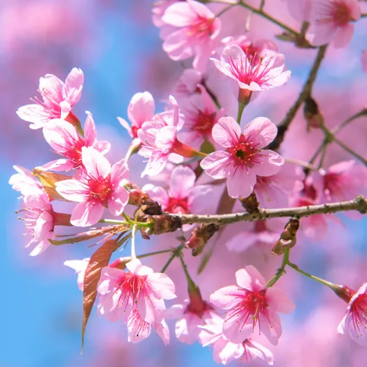 サクラプラセンタ