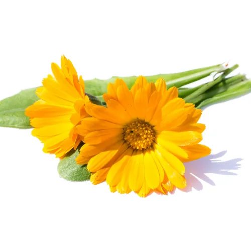 トウキンセンカ