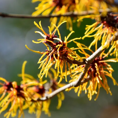 ハマメリスエキス