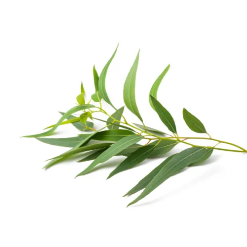 レモンユーカリ