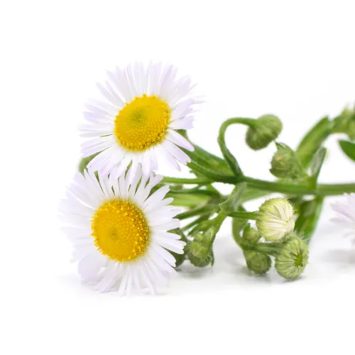 ローマカミツレ