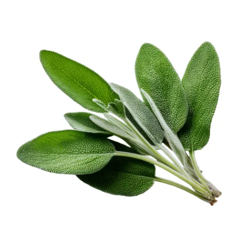 セージ葉エキス