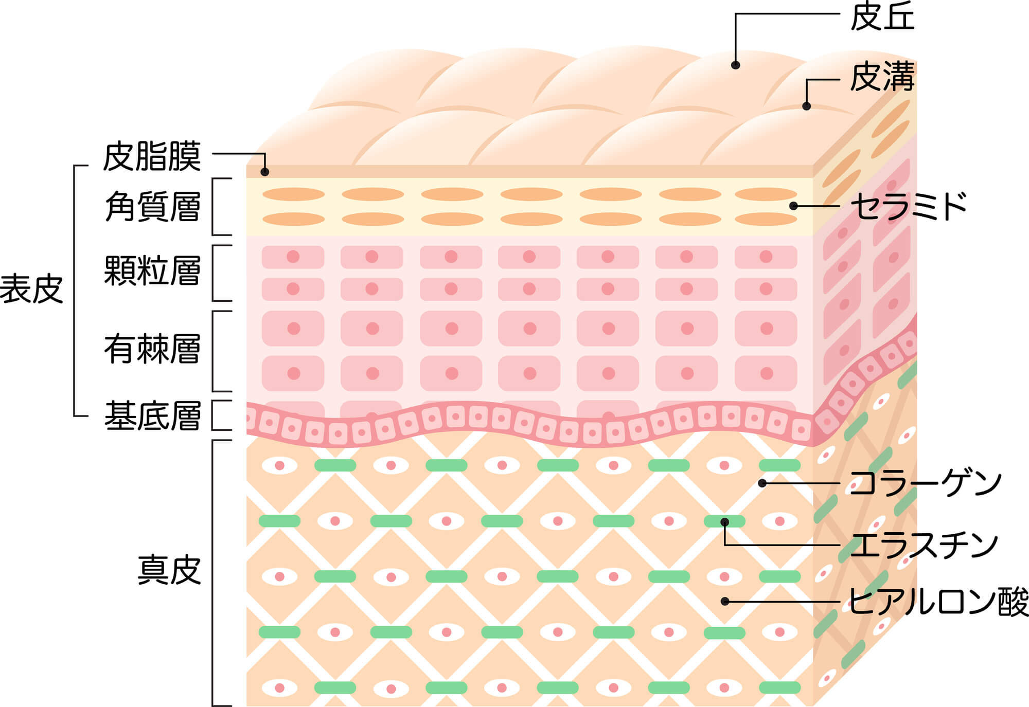 加齢による肌の変化