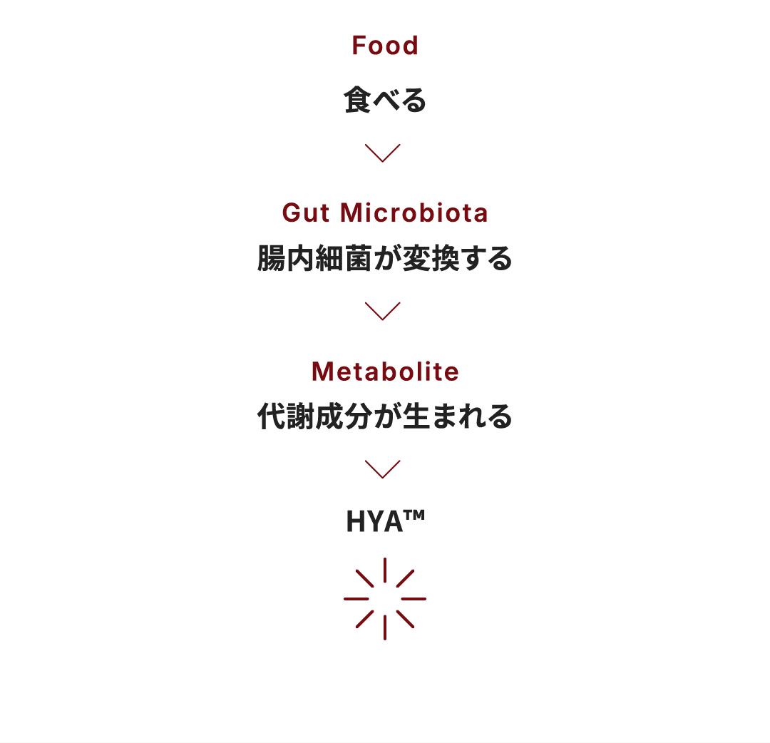 食べる 腸内細菌が変換する 代謝成分が生まれる HYA™
