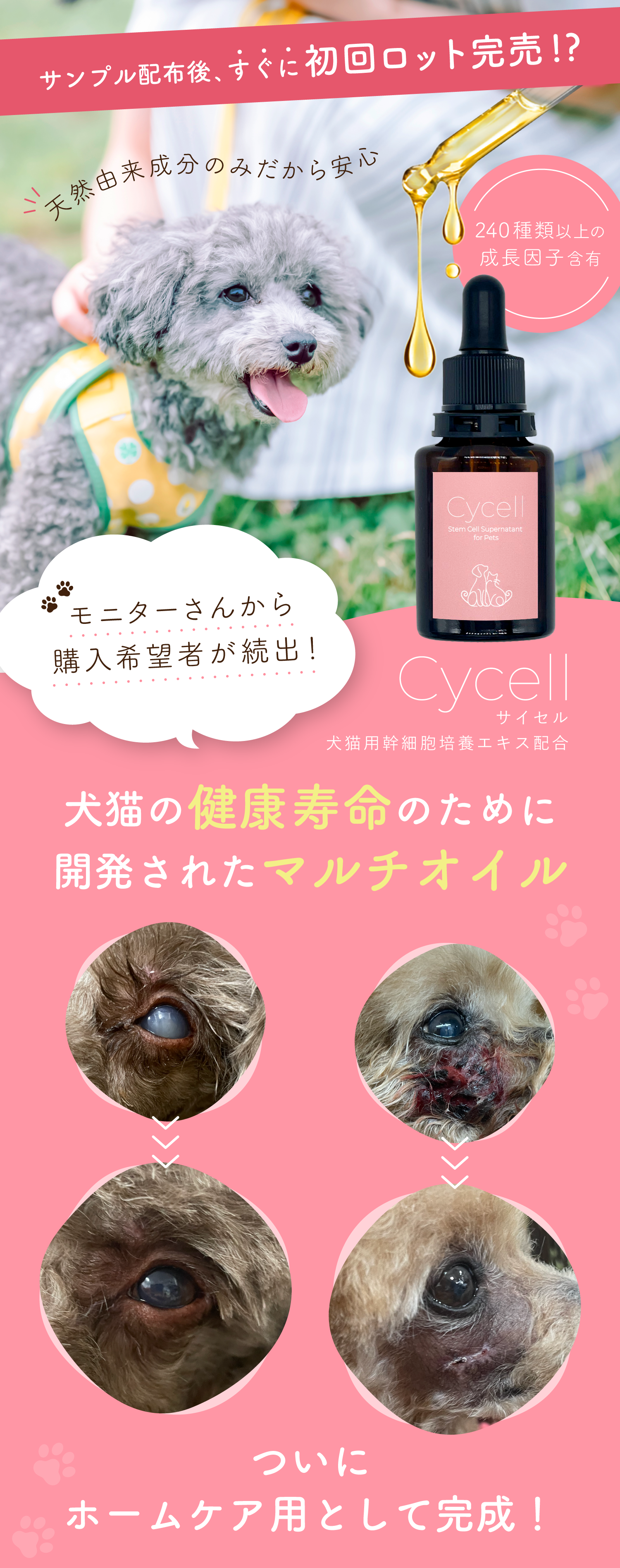 初回ロットが完売！？