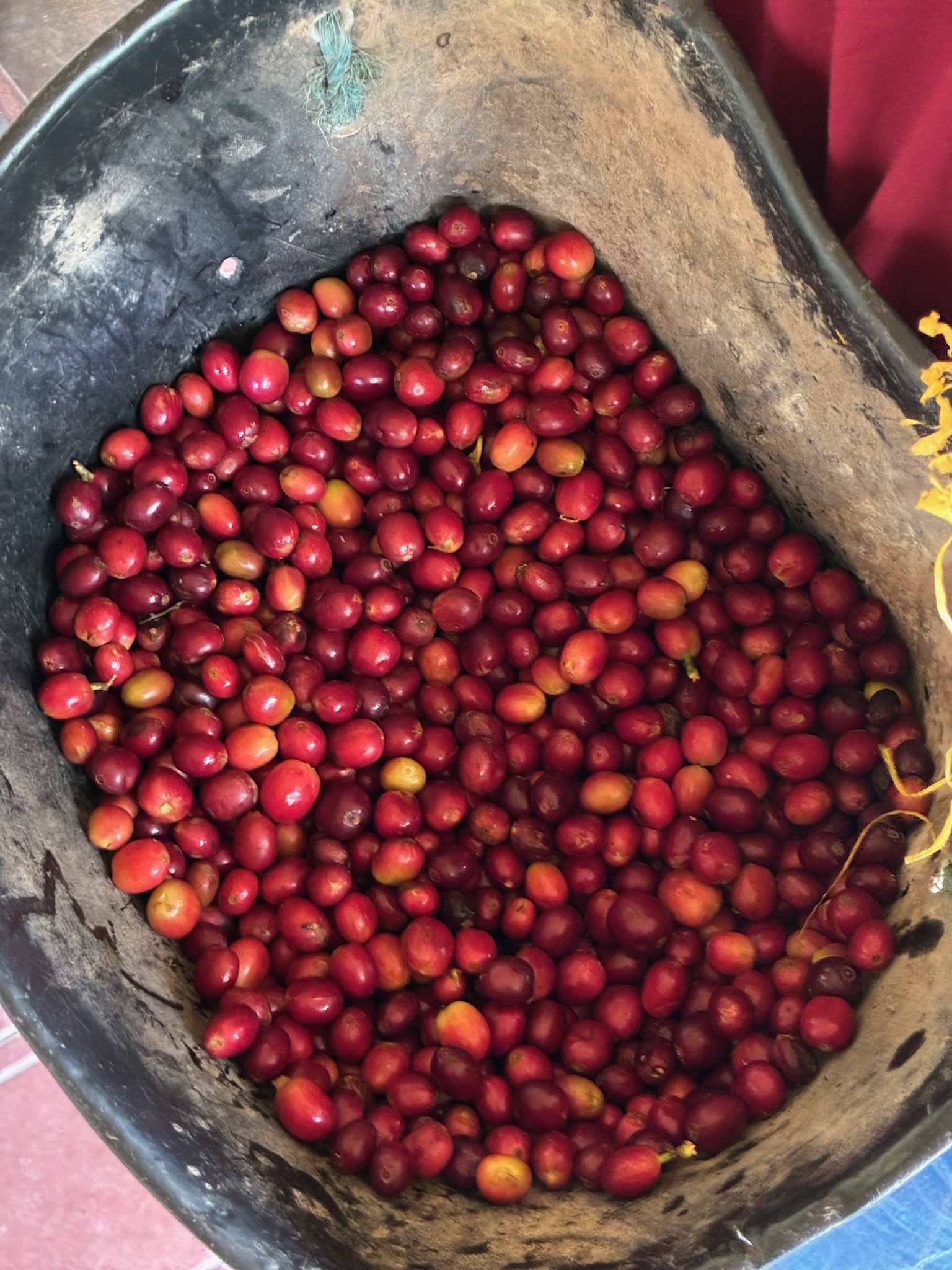 Chiroso Washed El Origen