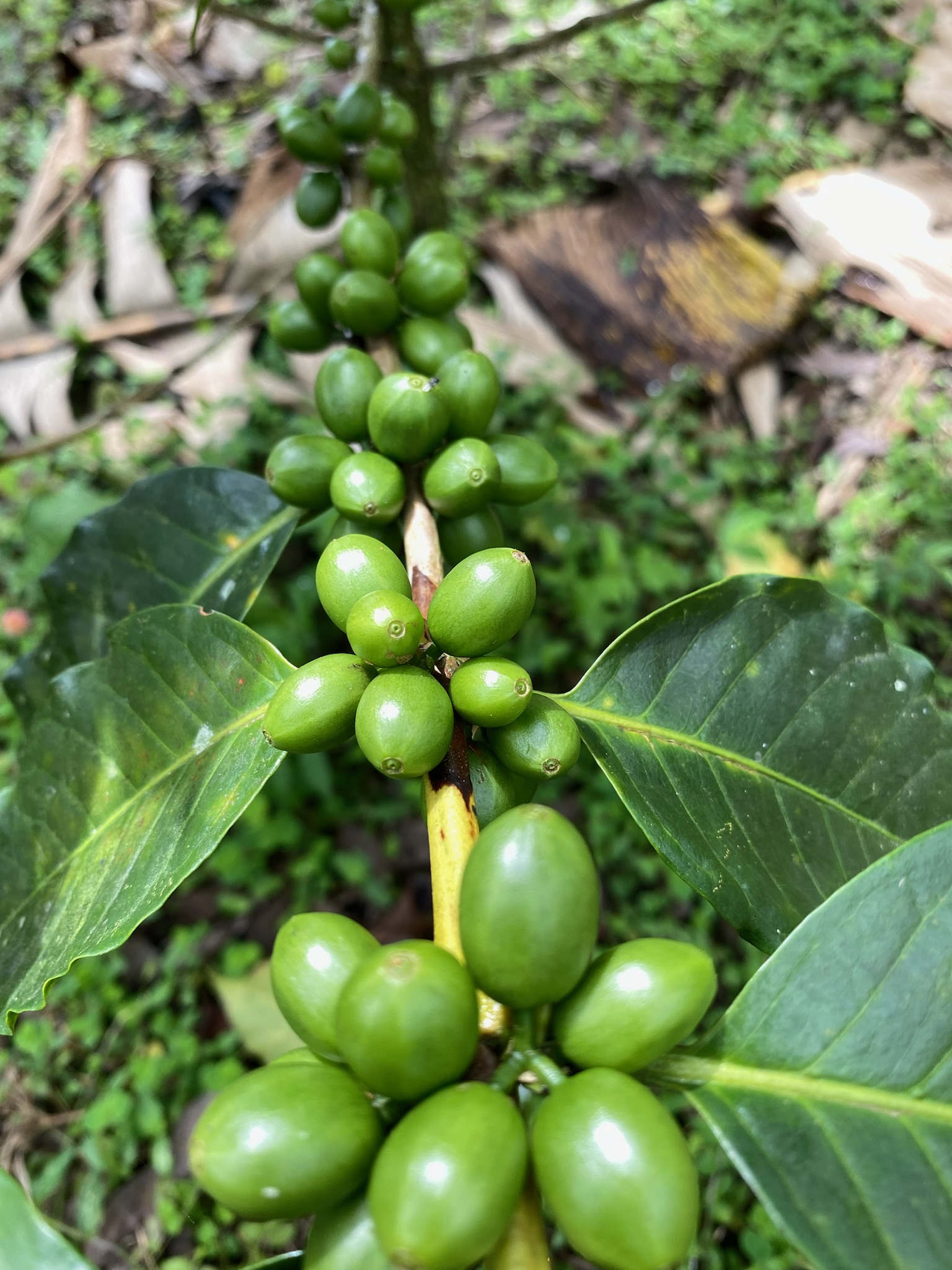 Chiroso Washed El Origen