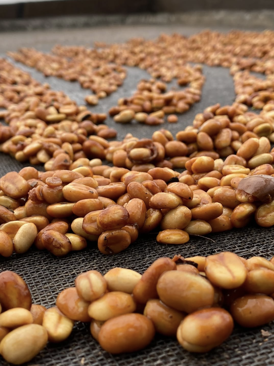 El Porvenir Gesha SemiWashed Land of Diversity