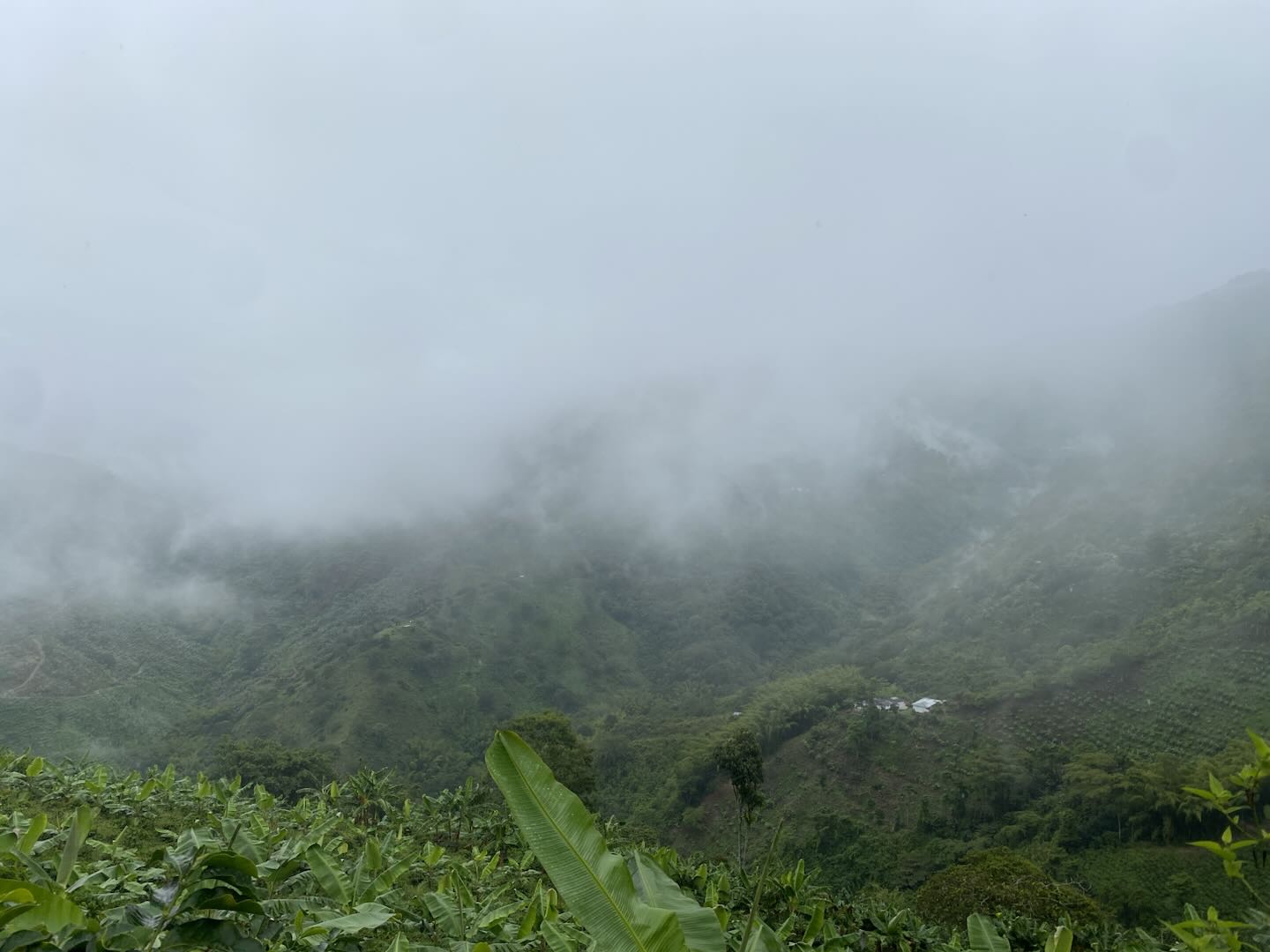 CGLE Sudan Rume Hybrid Washed