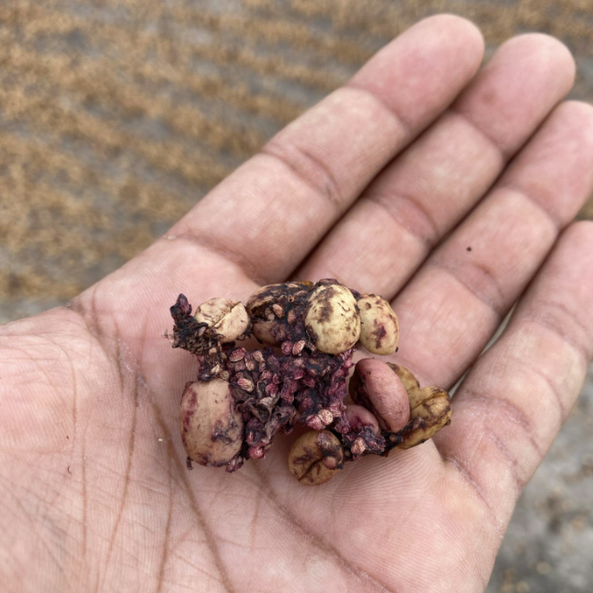 Caturra Honey Açai Fruit Mossto Co-Fermented