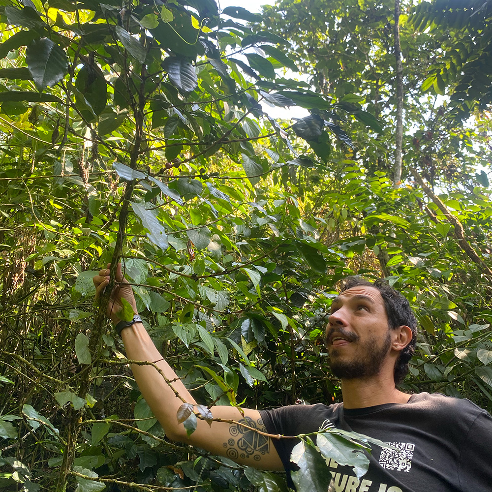 SUDUS Papayo Natural