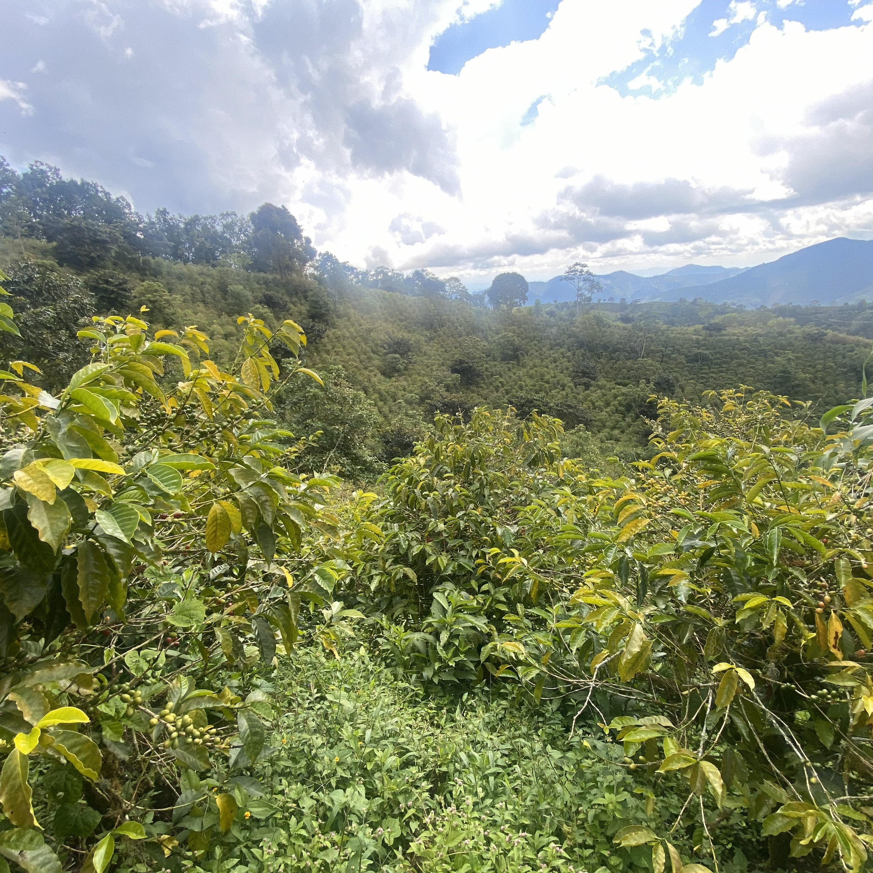 MIKAVA Red Bourbon CM Natural 3010