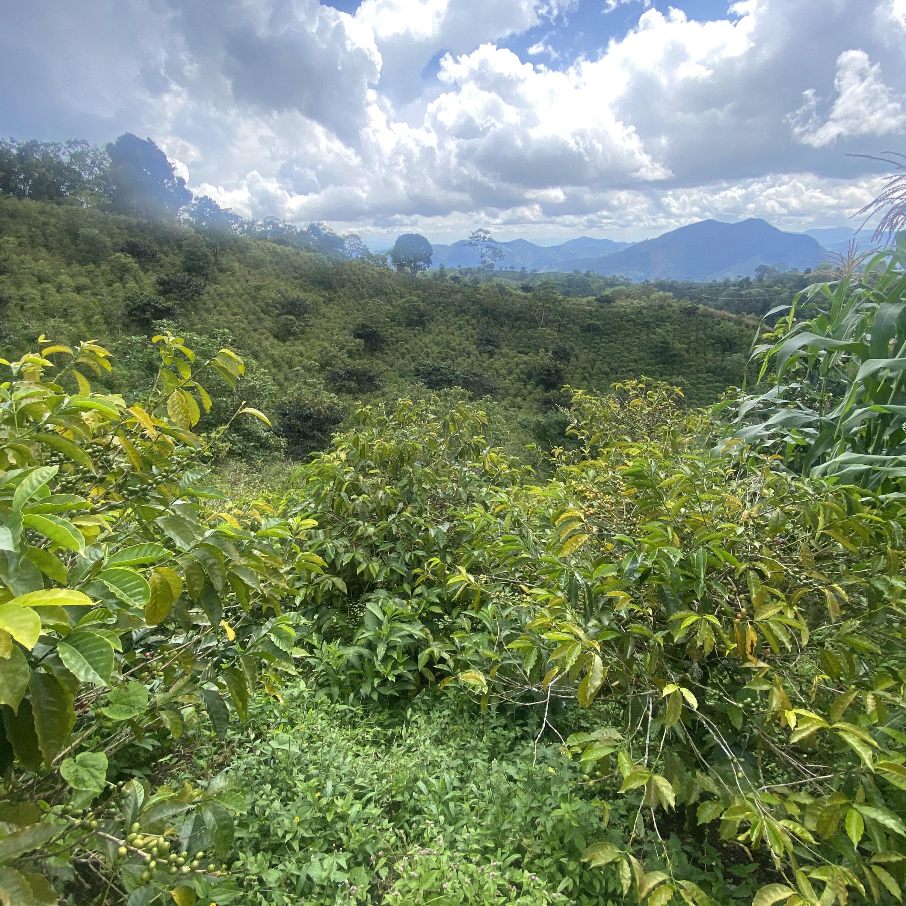 Gesha Santuario Classic Washed 262