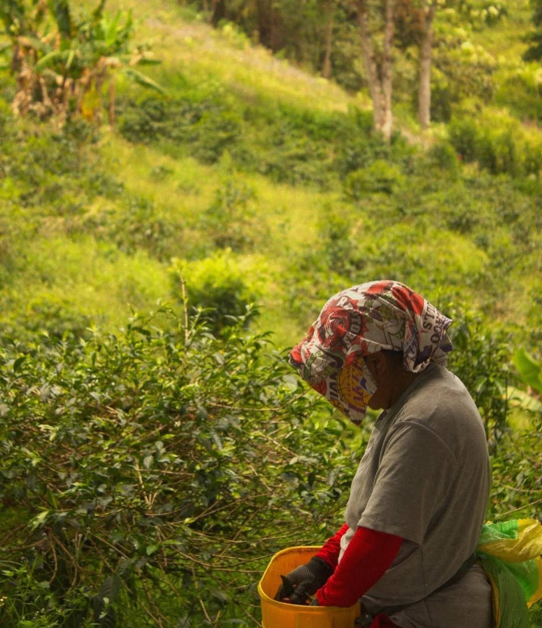 El Porvenir Gesha SemiWashed Land of Diversity
