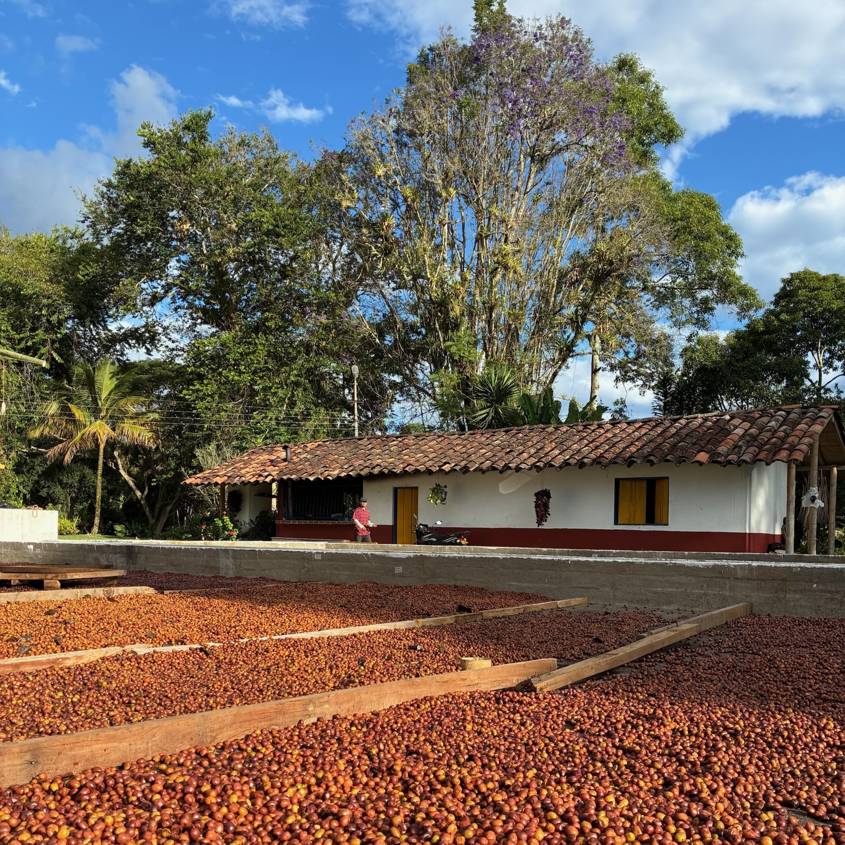 Chiroso Washed El Origen