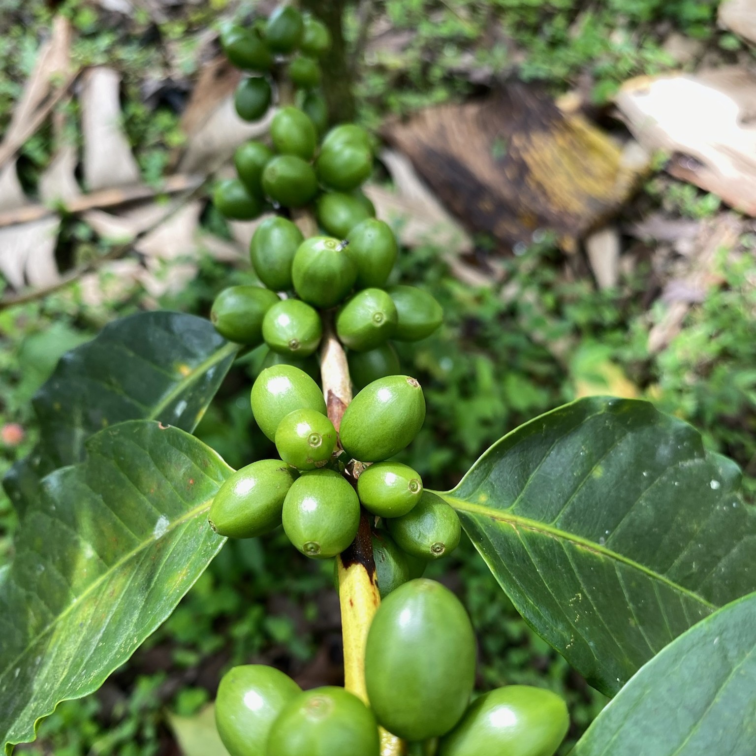 Chiroso Washed El Origen