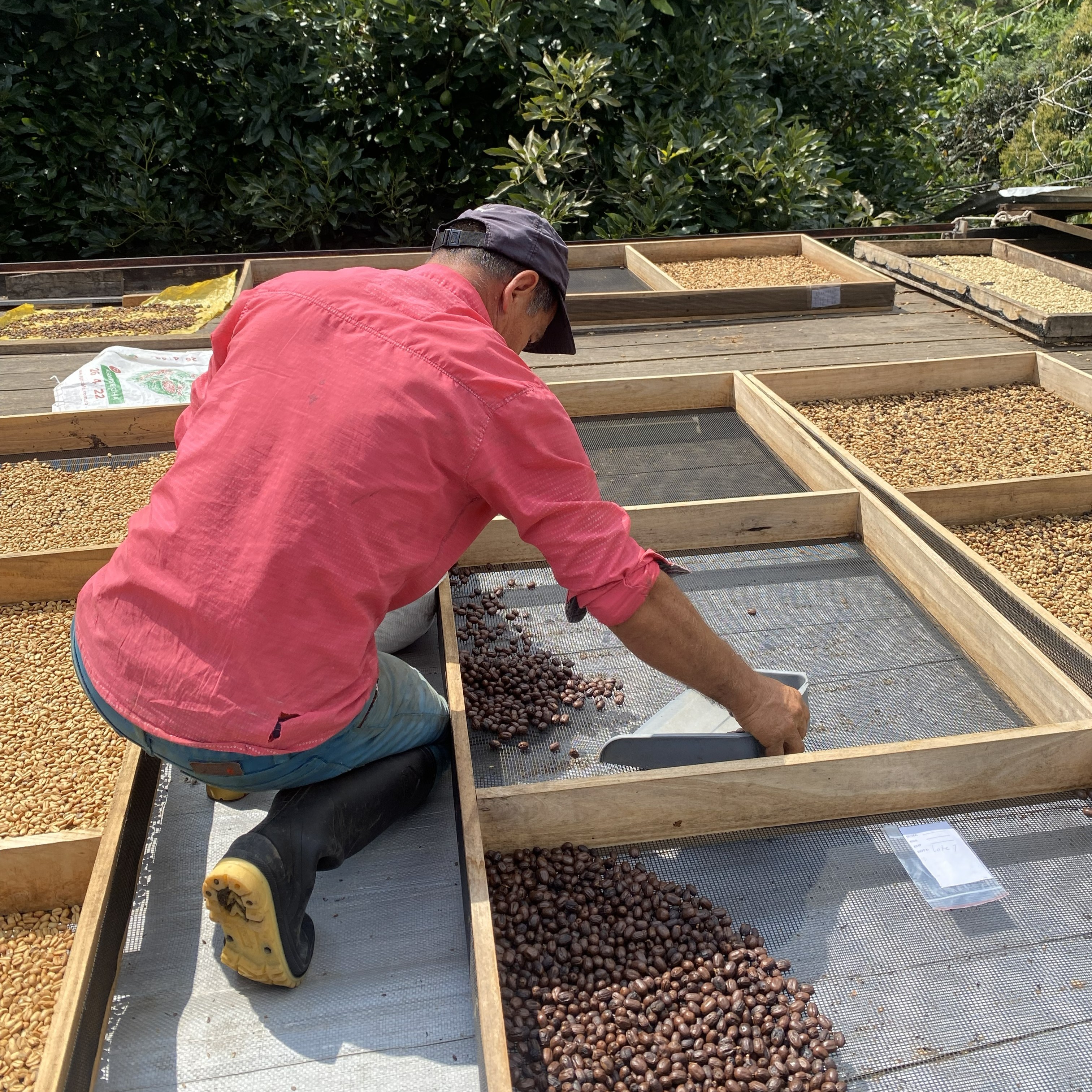 MIKAVA Gesha Santuario 3012