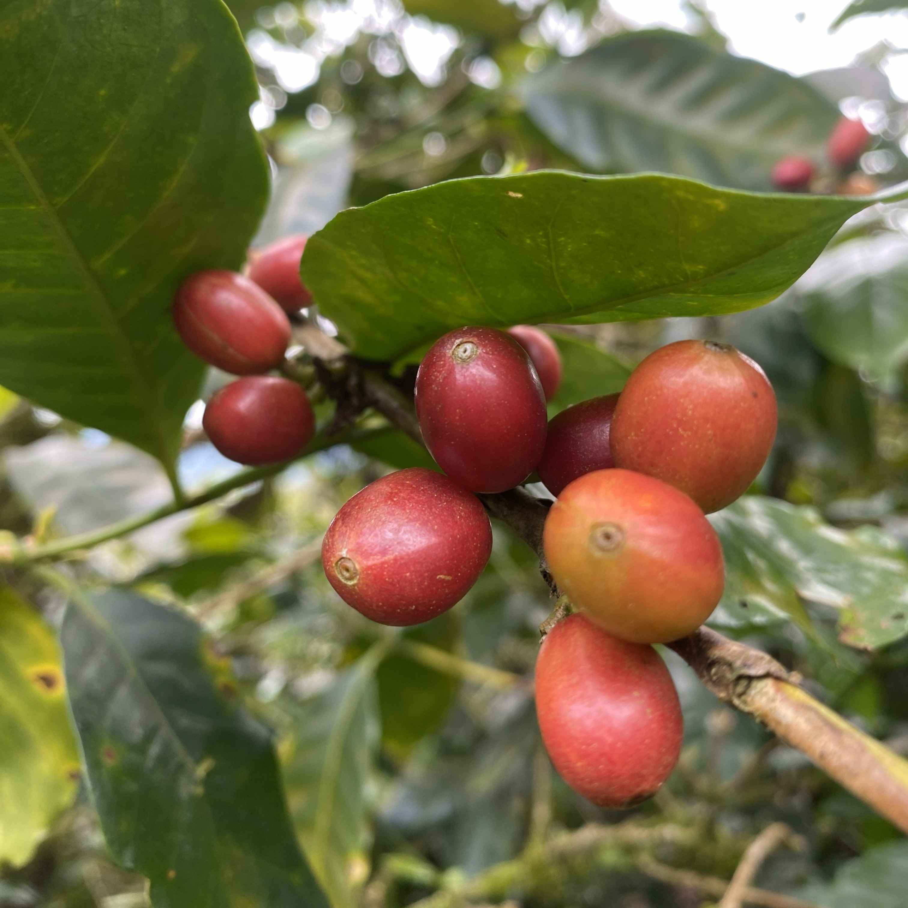 商品サムネイル