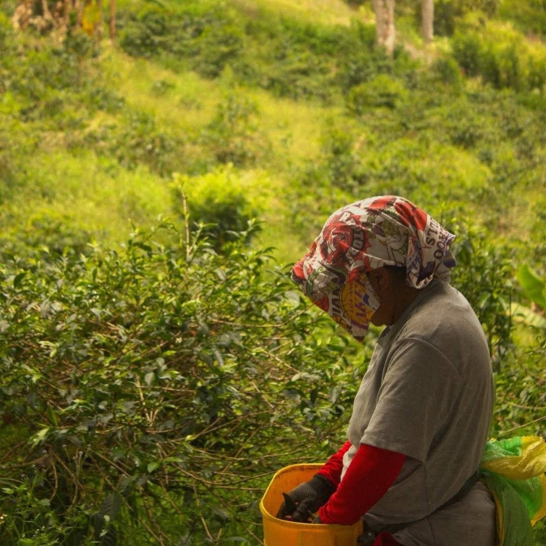 El Porvenir Gesha SemiWashed Land of Diversity