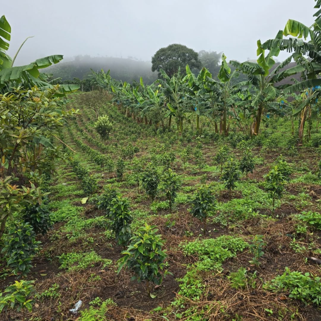 Q07 Pink Bourbon Washed Quebraditas						