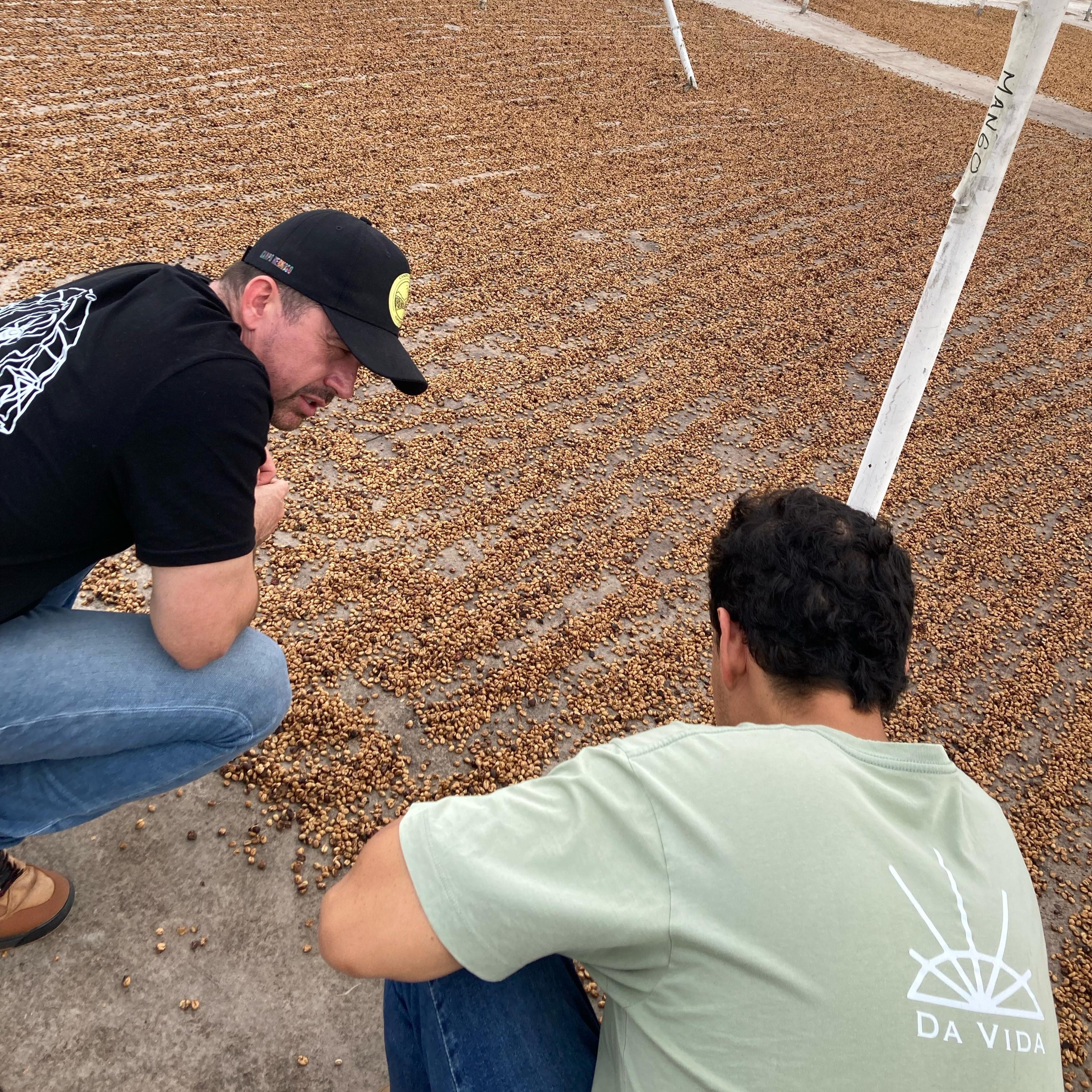 Gesha Black Honey Mossto Lactic