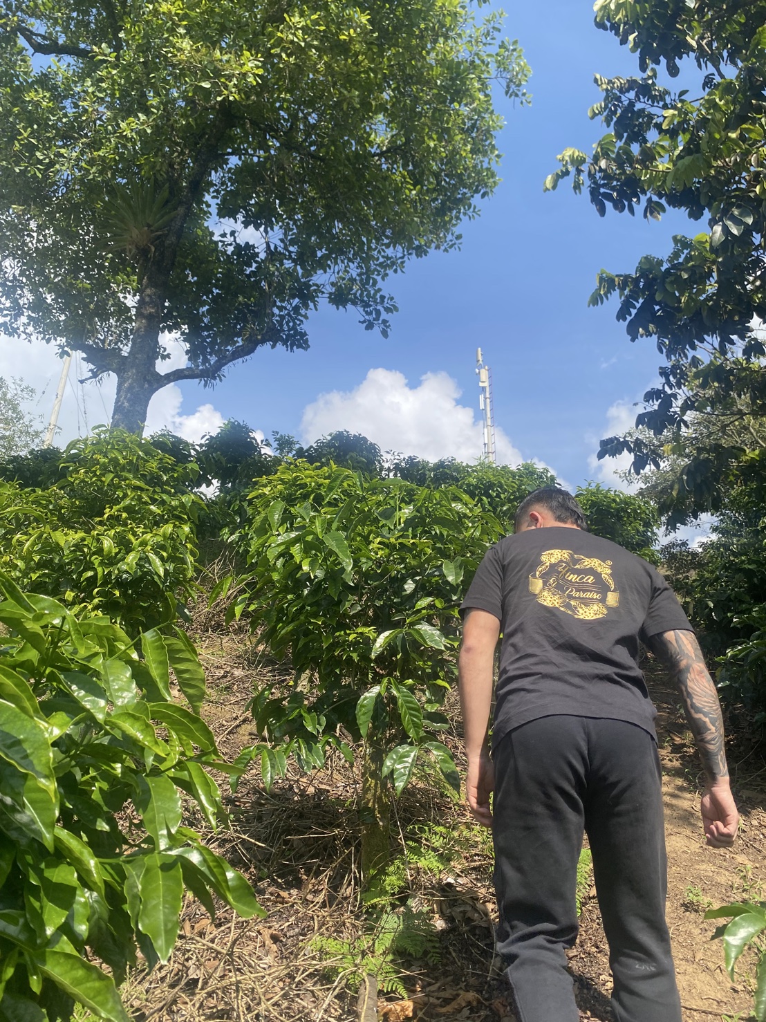 Wush Wush Antimaceration