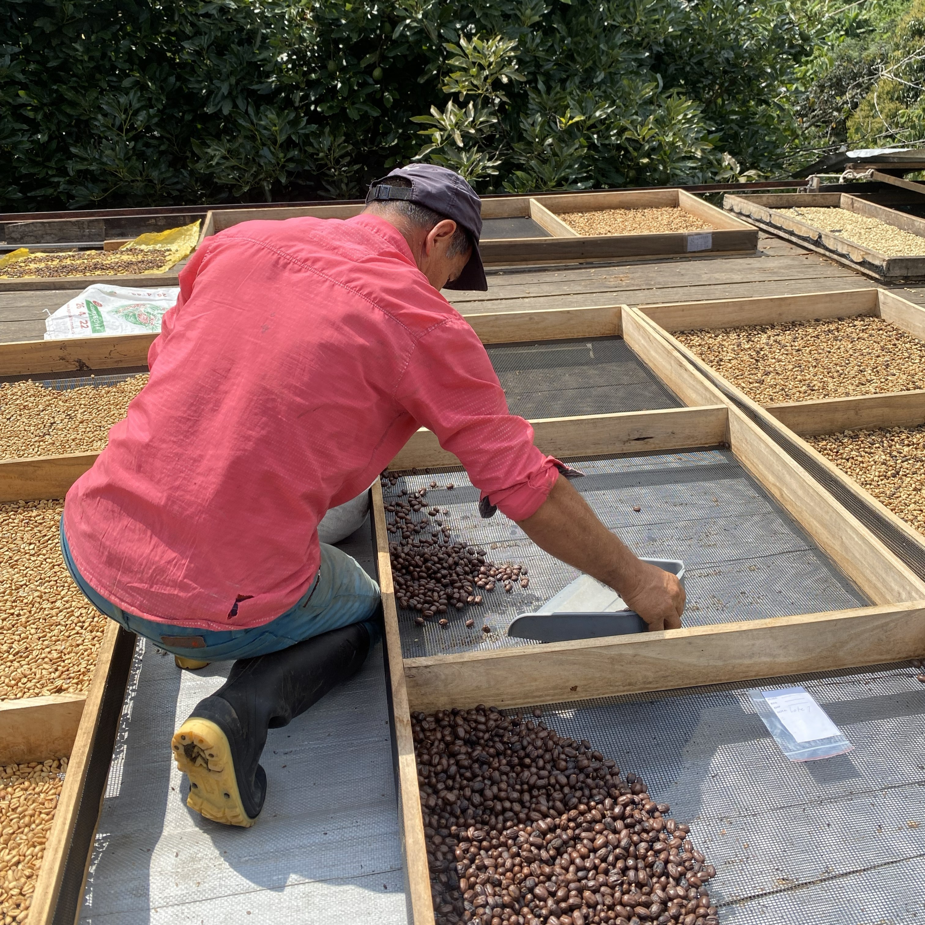 MIKAVA Red Bourbon CM Natural 3010