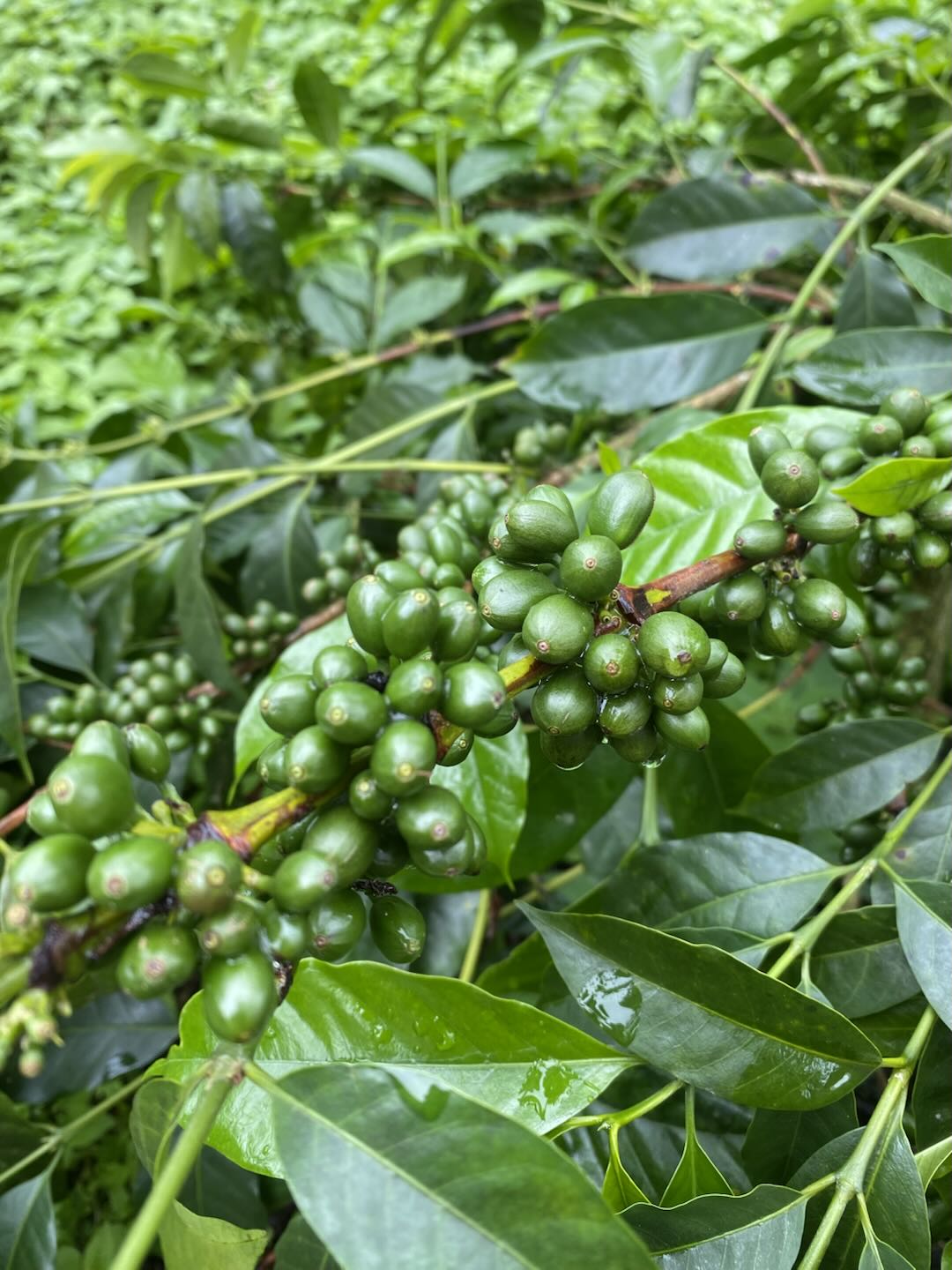 CGLE Sudan Rume Hybrid Washed