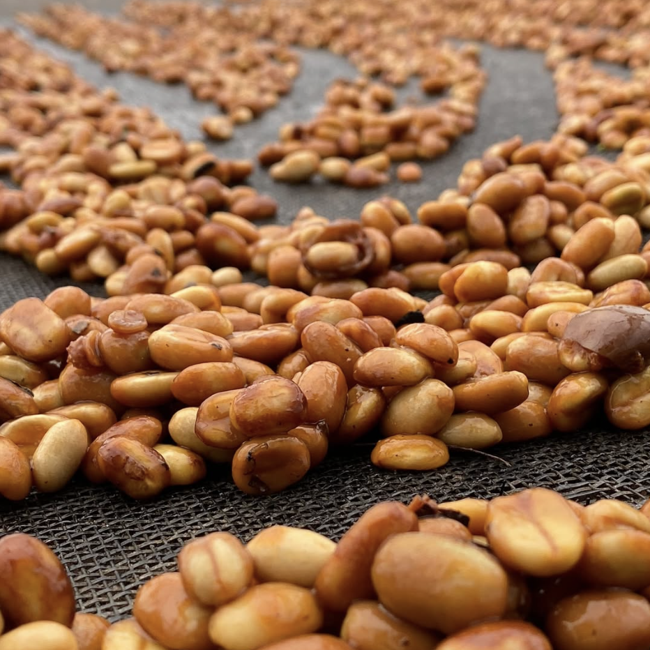 El Porvenir Gesha SemiWashed Land of Diversity