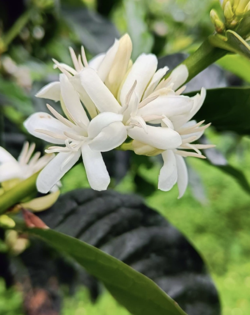 El Porvenir Gesha SemiWashed Land of Diversity