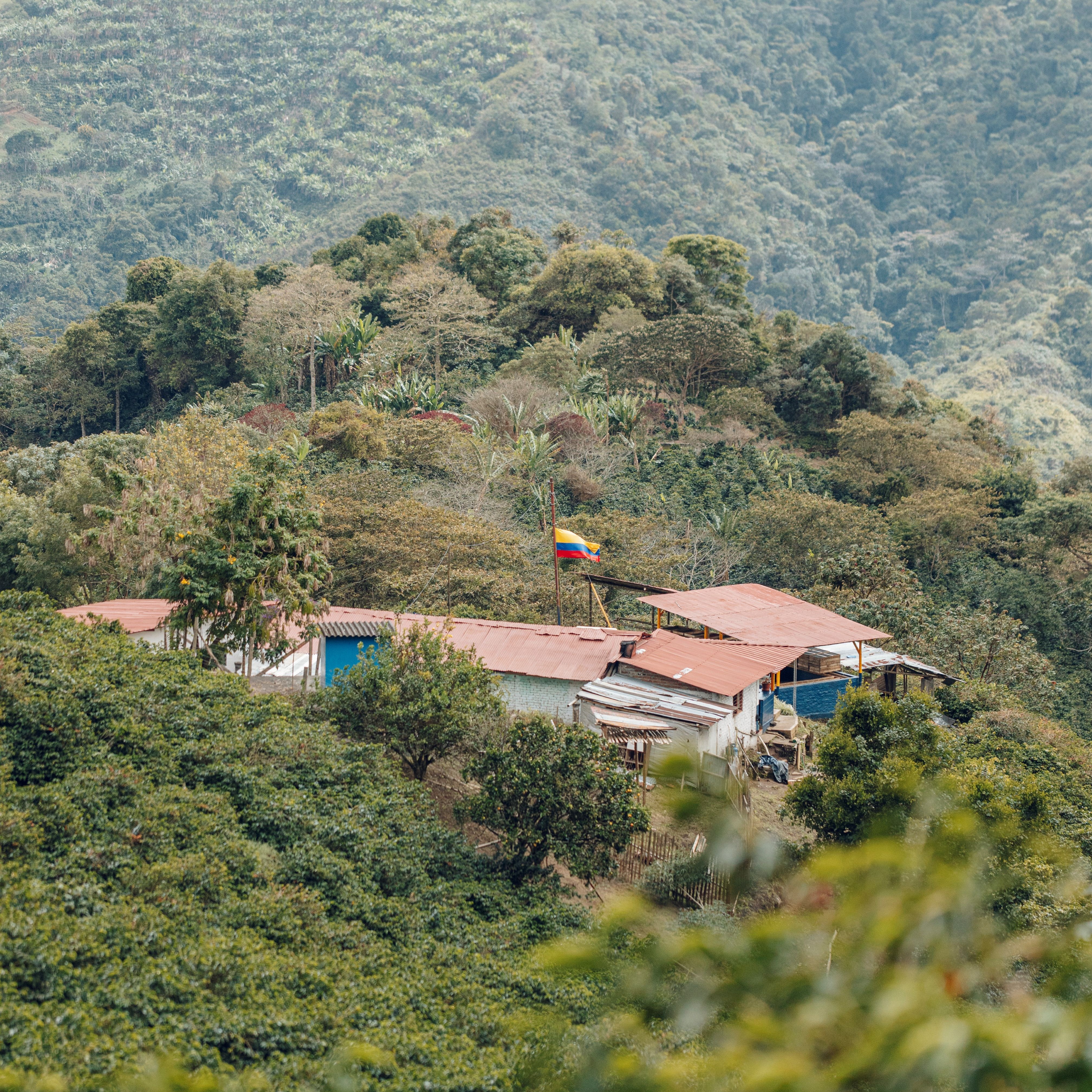 Gesha Hybrid Washed Cerro Azul