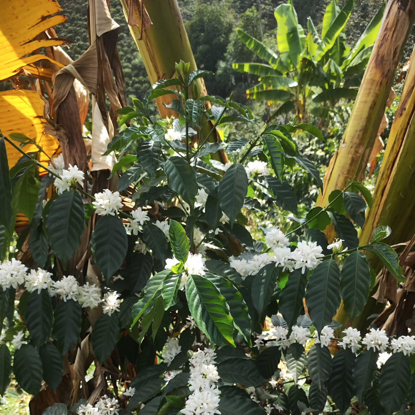 Q07 Pink Bourbon Washed Quebraditas						