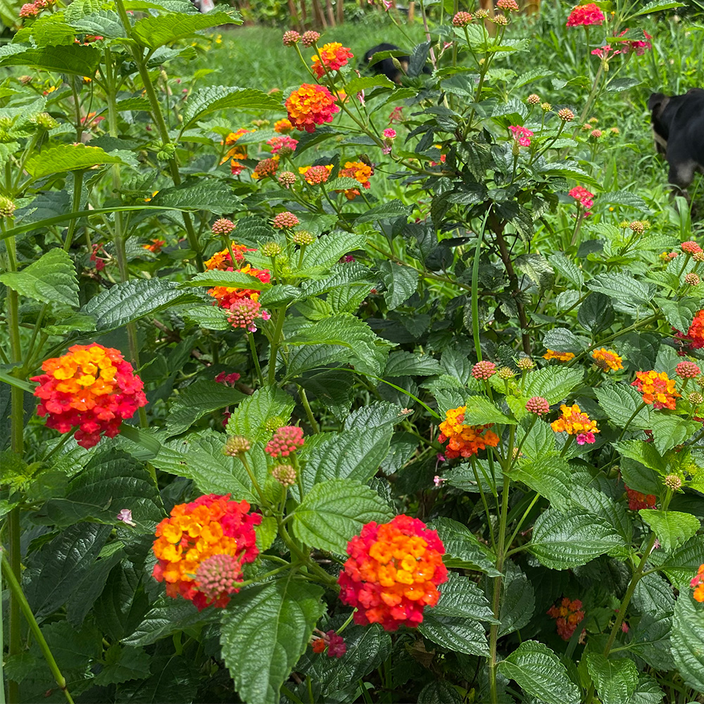 SUDUS Bourbon Aji Washed