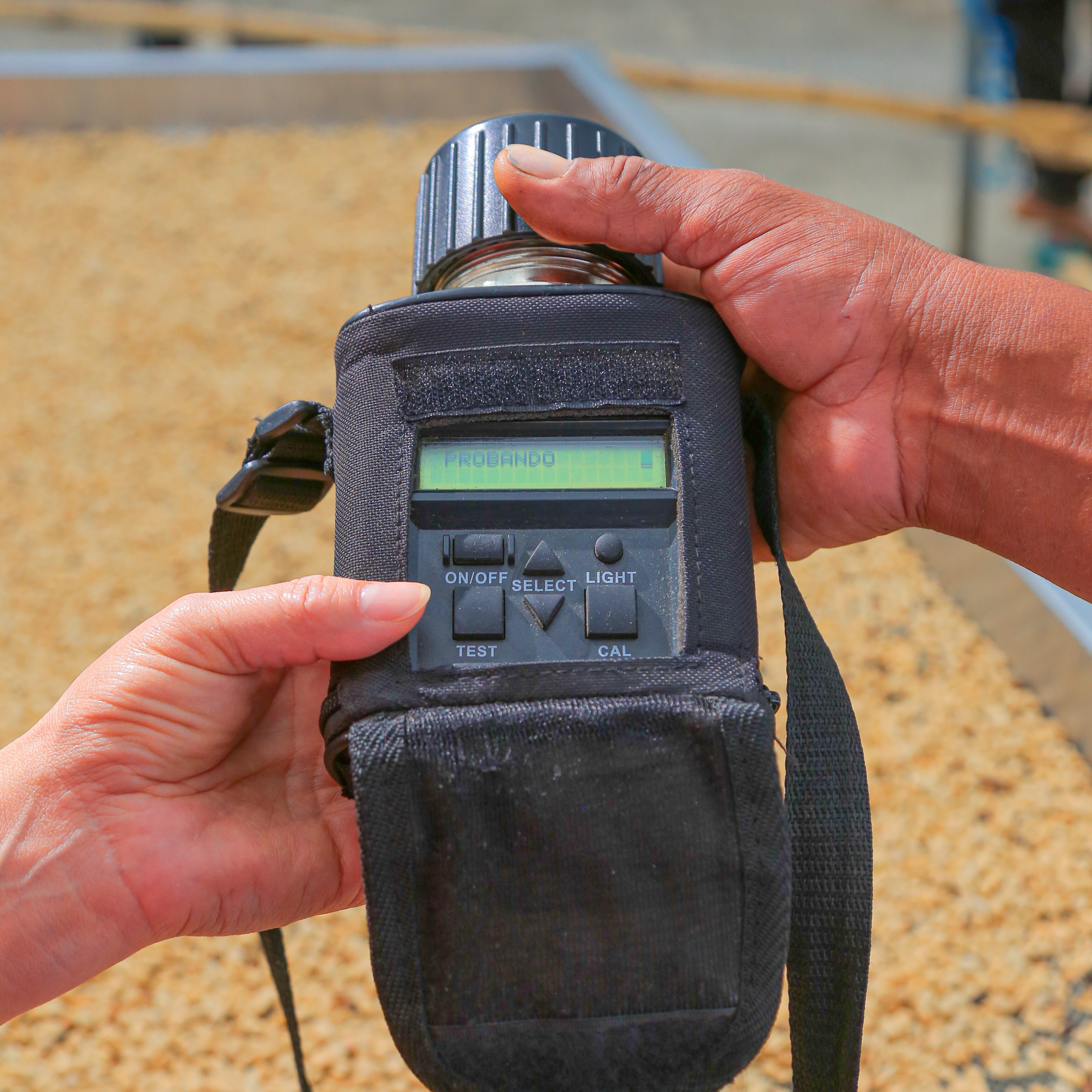 Gesha Honey Hello Judges