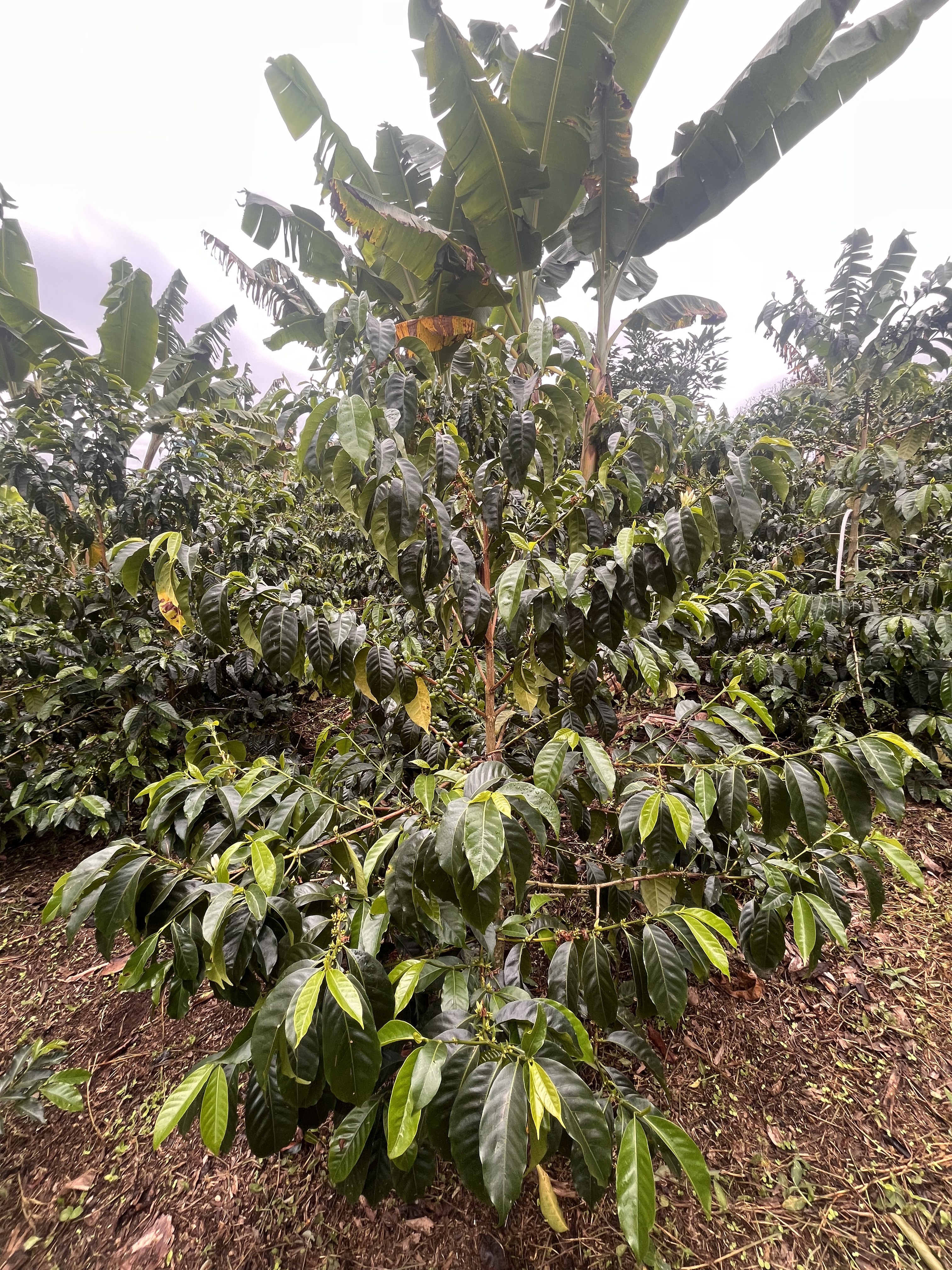 Zarza Bourbon Aji Natural	