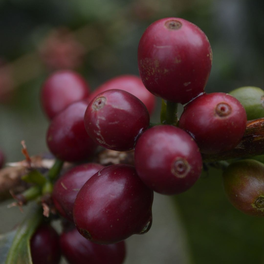 Natural La Esperanza