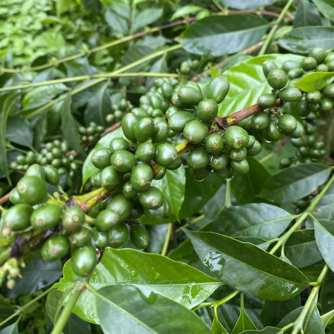 CGLE Sudan Rume Hybrid Washed