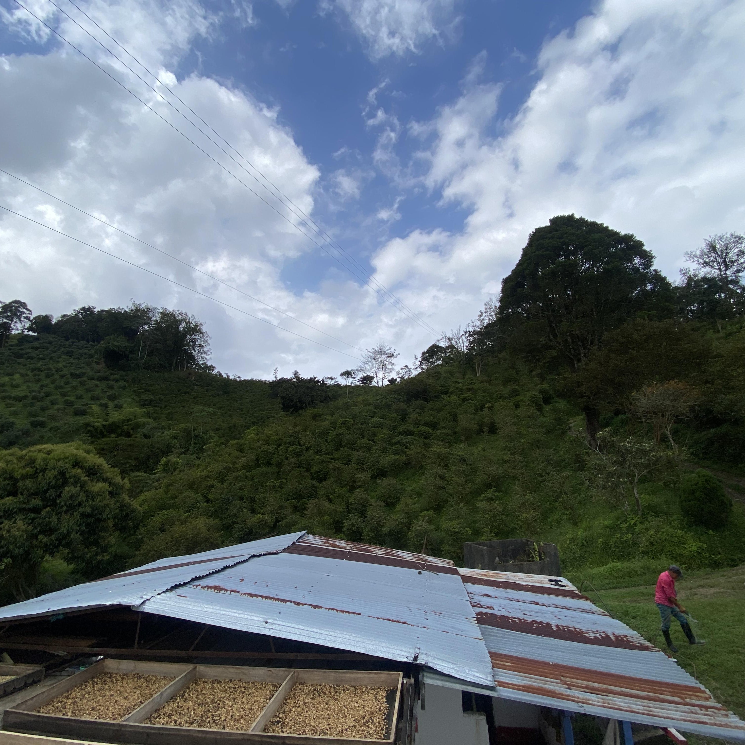 Gesha Santuario Classic Washed 262